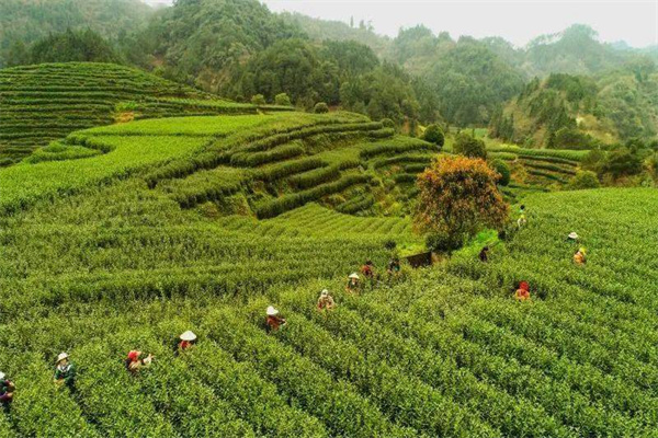 采采食茶加盟