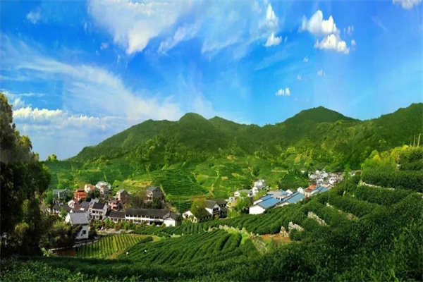 采采食茶加盟