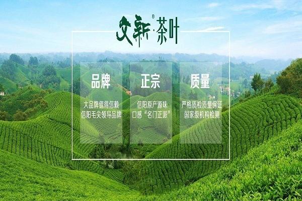 文新毛尖