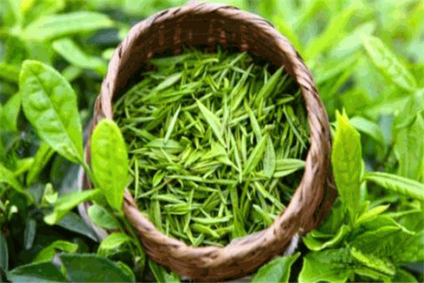 普洱贡茶