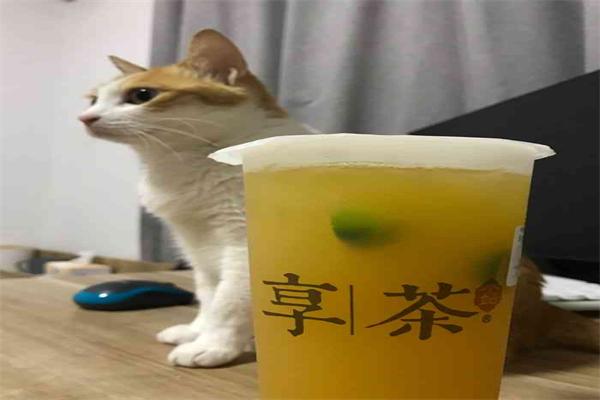 享茶小站