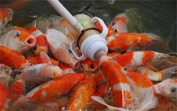 吃奶鱼加盟