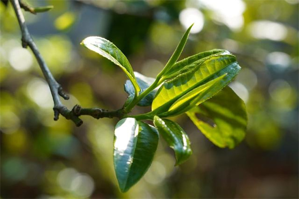 七彩云南普洱茶